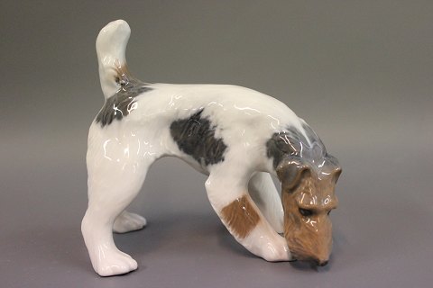 Kongelig porcelænsfigur, Ruhåret Foxterrier, nr. 3020.
Flot stand
